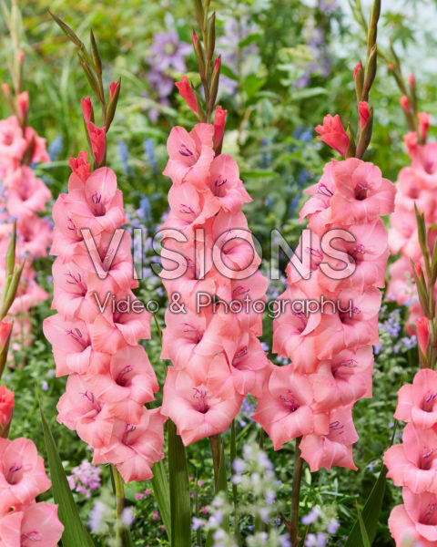 Gladiolus 0317113 Gladiolus 0317113