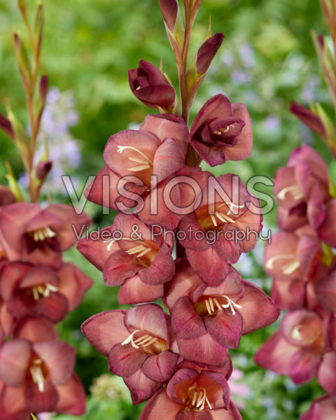 Gladiolus Marle 0367901 Gladiolus Marle 0367901