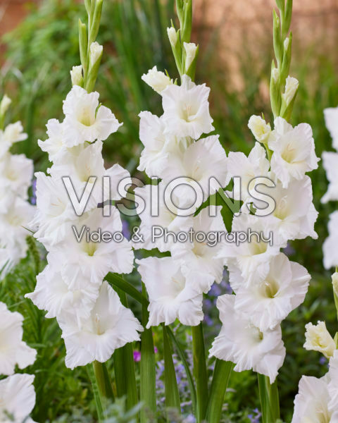 Gladiolus 0304303 Gladiolus 0304303