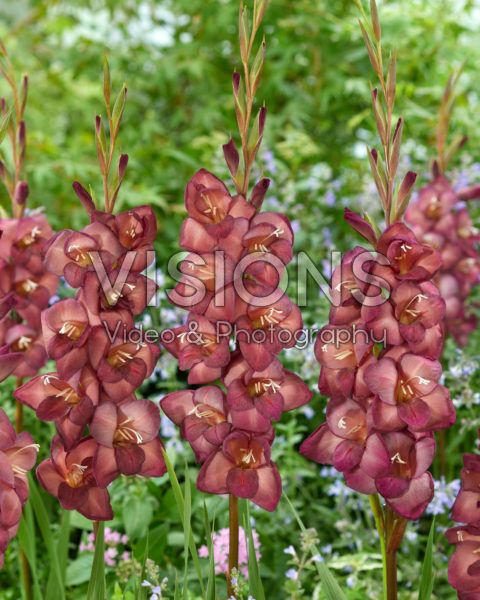 Gladiolus Levi Gladiolus Levi