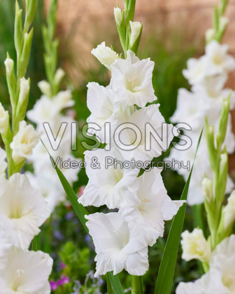 Gladiolus 0304303 Gladiolus 0304303