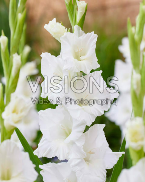 Gladiolus Falera Gladiolus Falera
