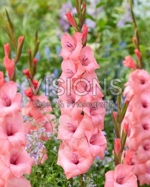 Gladiolus Fredo