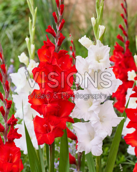 Gladiolus Falera, Joska Gladiolus Falera, Joska