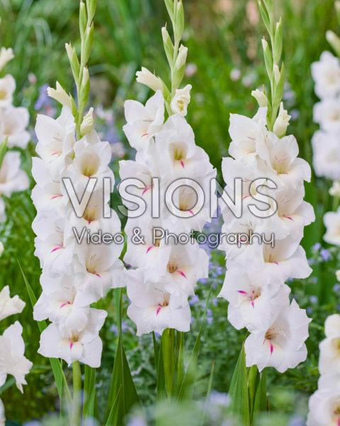 Gladiolus Ladir