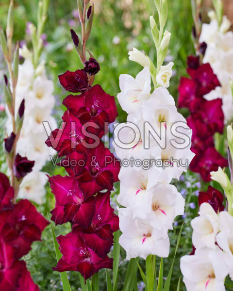 Gladiolus Mabel, Bazin Gladiolus Mabel, Bazin