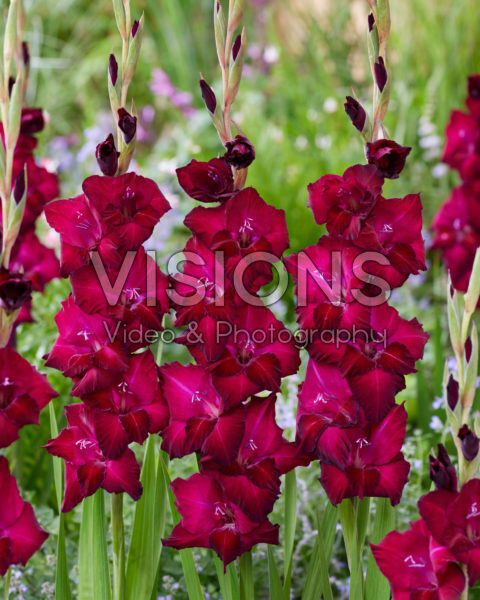 Gladiolus 0315802 Gladiolus 0315802