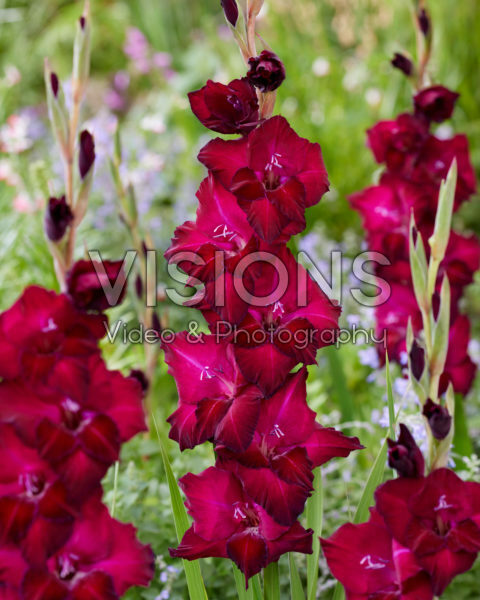 Gladiolus 0315802 Gladiolus 0315802
