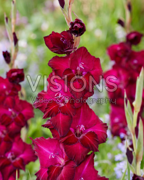 Gladiolus 0315802 Gladiolus 0315802