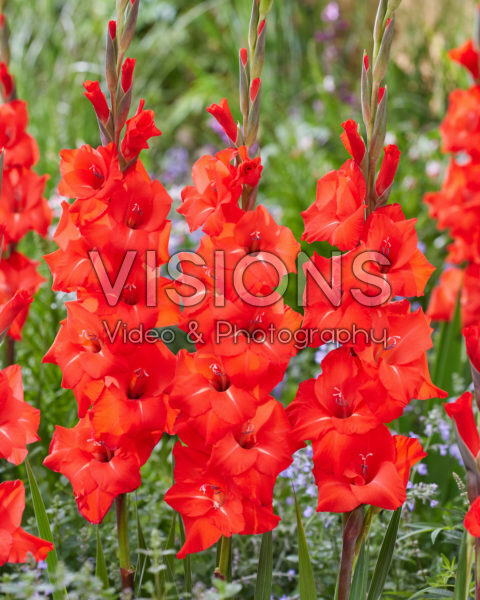 Gladiolus Fortuna Red