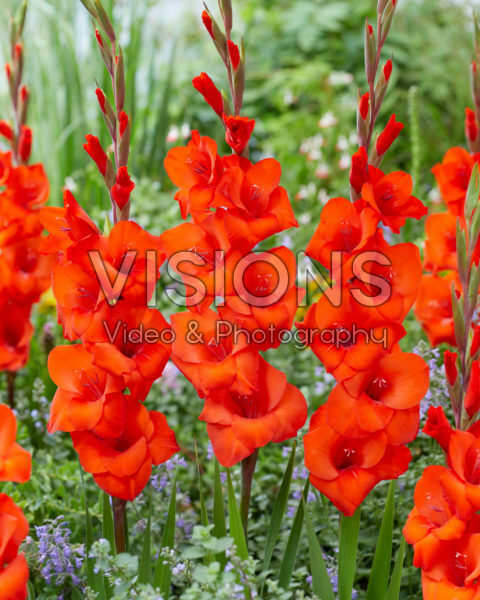 Gladiolus N52B Gladiolus N52B