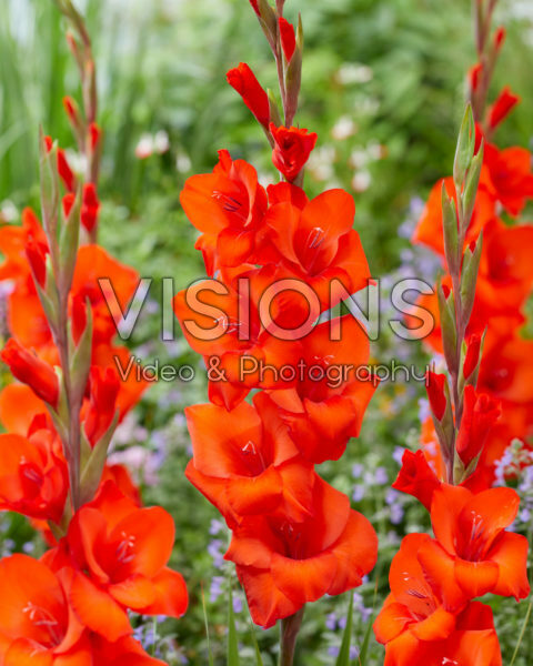 Gladiolus N52B Gladiolus N52B