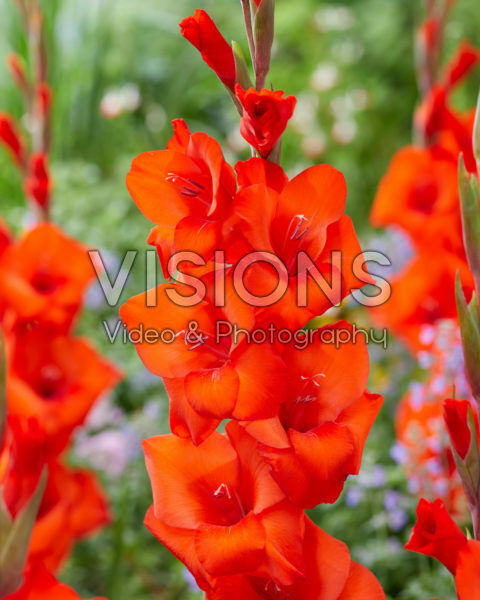 Gladiolus N52B Gladiolus N52B