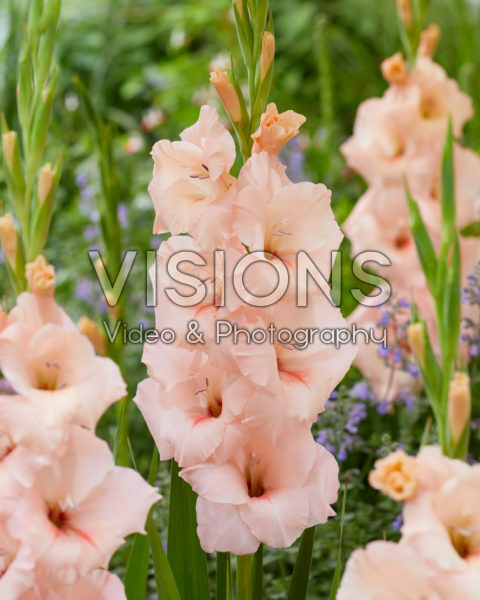 Gladiolus N49 Sweet Willy Gladiolus N49 Sweet Willy