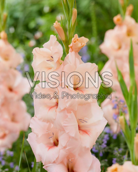 Gladiolus N49 Sweet Willy Gladiolus N49 Sweet Willy