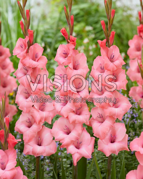 Gladiolus 0317107 Gladiolus 0317107