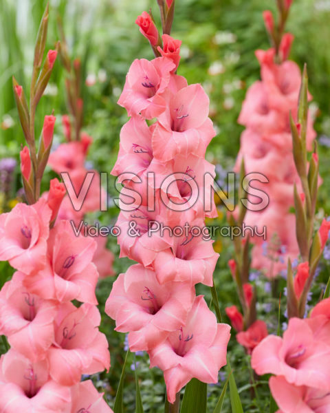 Gladiolus 0317107 Gladiolus 0317107