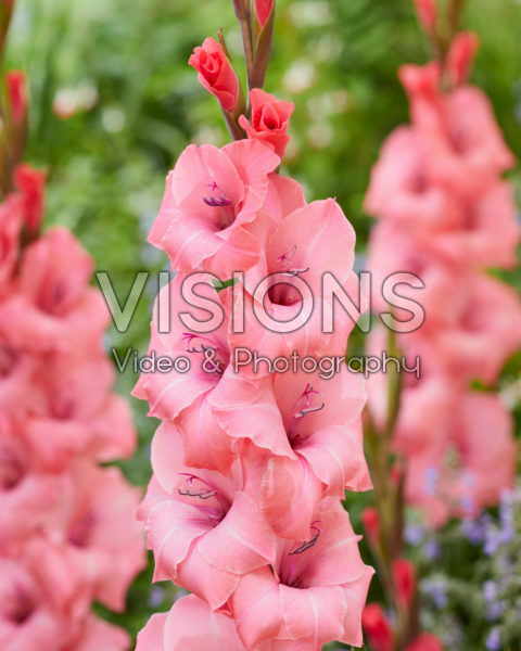 Gladiolus Dali Gladiolus Dali
