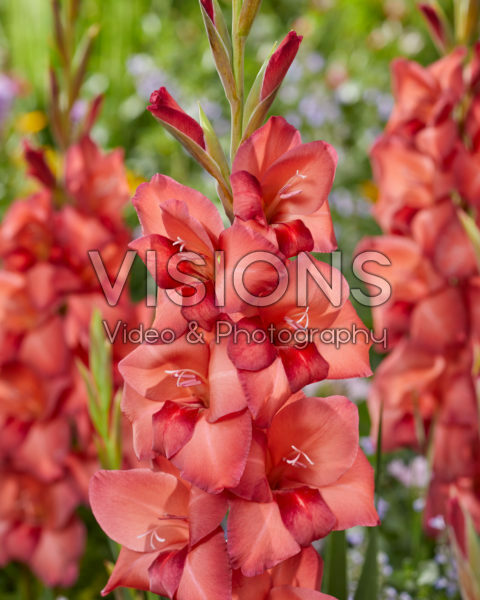 Gladiolus Puma Gladiolus Puma