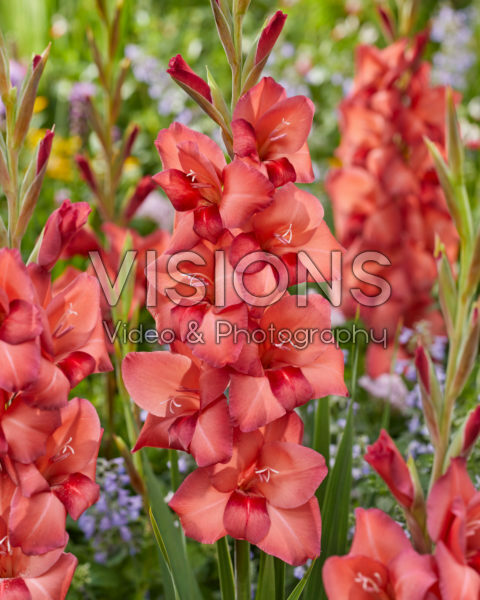 Gladiolus Puma Gladiolus Puma