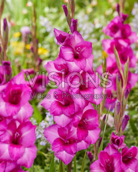 Gladiolus 036408 Gladiolus 036408