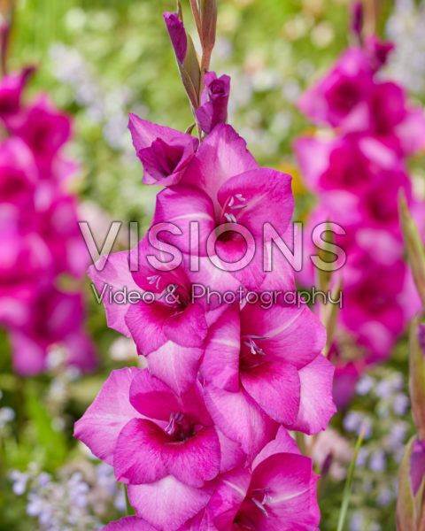 Gladiolus Aurora Gladiolus Aurora