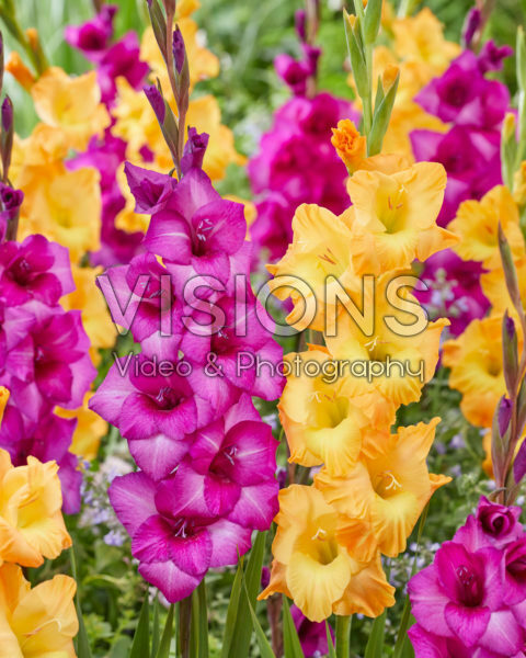 Gladiolus Aurora, Fenice Gladiolus Aurora, Fenice
