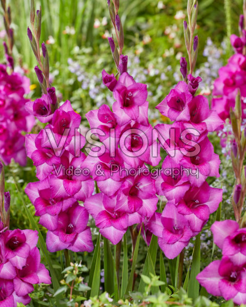 Gladiolus Aurora Gladiolus Aurora