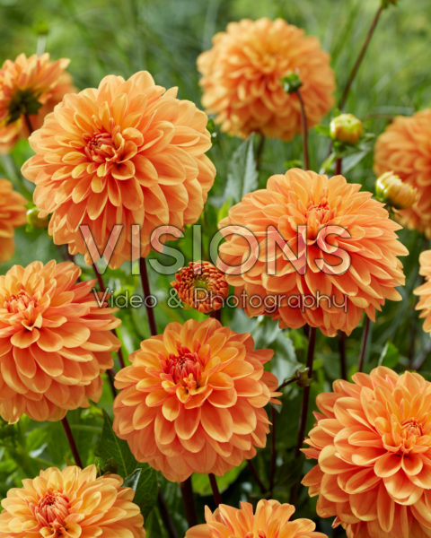 Dahlia Orlando Dahlia Orlando