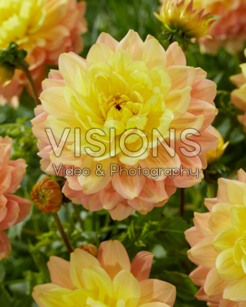Decoratieve dahila tweekleurig Decoratieve dahila tweekleurig