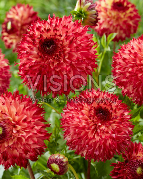 Dahlia Aiyana Dahlia Aiyana