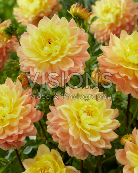 Decorative dahlia bicolour Decorative dahlia bicolour