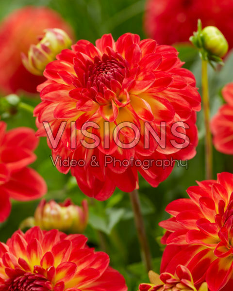 Dahlia Floriade Dahlia Floriade
