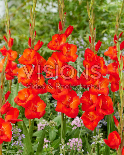 Gladiolus Coquette 0368050 Gladiolus Coquette 0368050