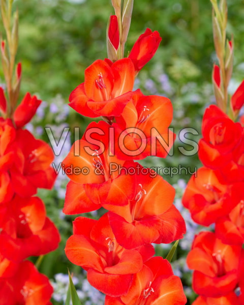Gladiolus Coquette 0368050 Gladiolus Coquette 0368050