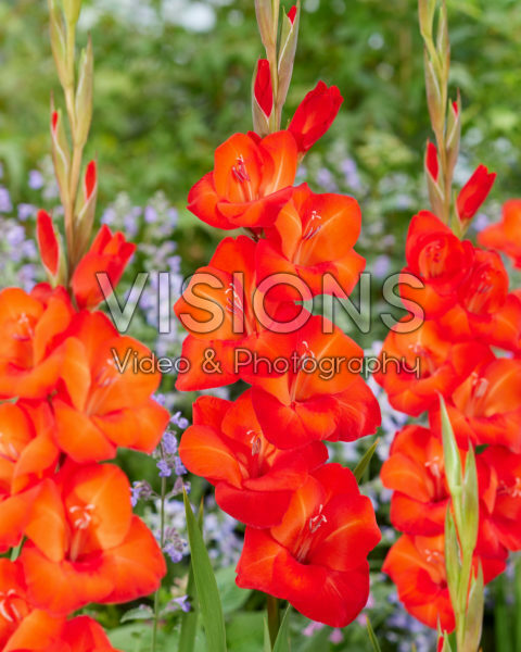 Gladiolus Coquette 0368050 Gladiolus Coquette 0368050