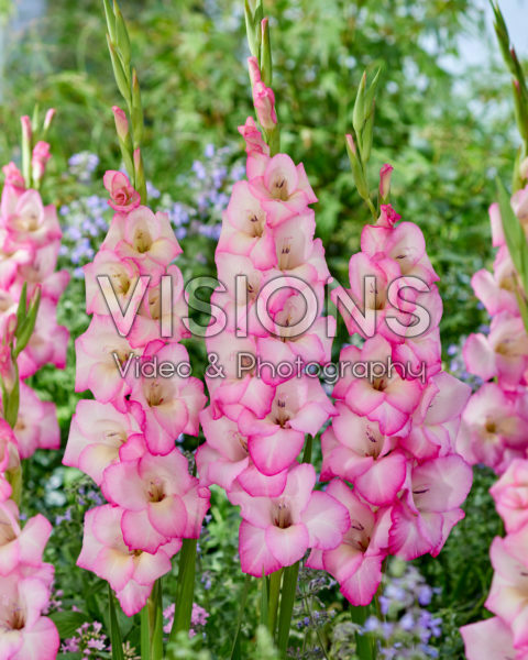 Gladiolus Z08026 Gladiolus Z08026