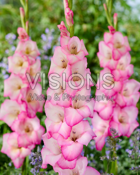 Gladiolus Z08026 Gladiolus Z08026