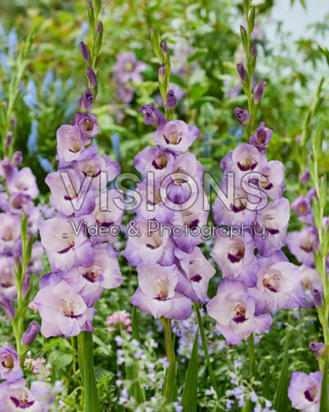 Gladiolus 0317001 Gladiolus 0317001