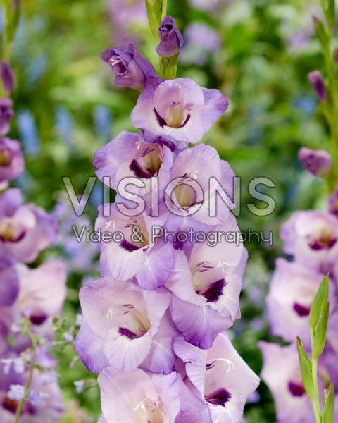 Gladiolus 0317001 Gladiolus 0317001