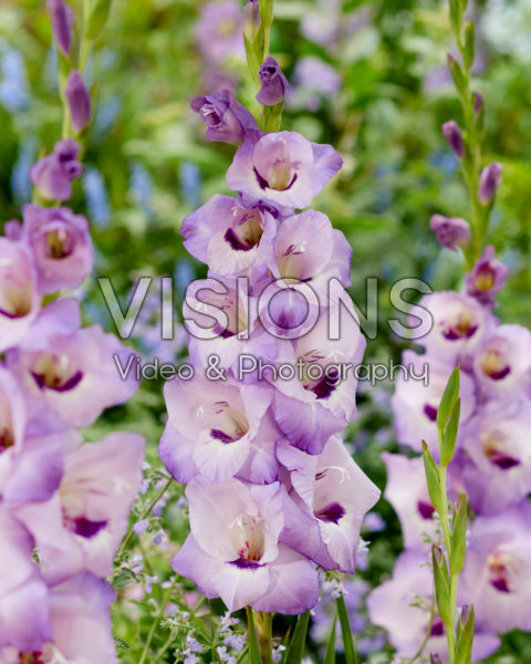 Gladiolus 0317001 Gladiolus 0317001