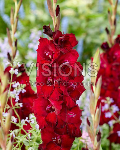 Gladiolus 0315101 Mikel Gladiolus 0315101 Mikel