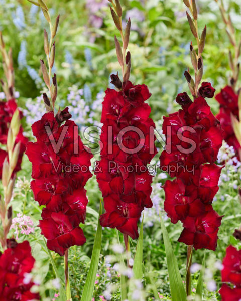 Gladiolus 0315101 Mikel Gladiolus 0315101 Mikel