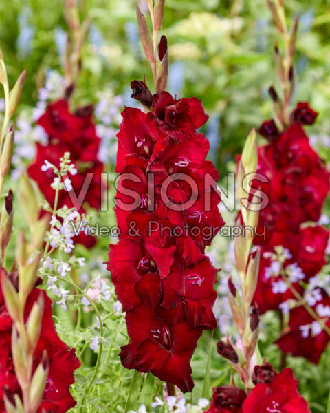 Gladiolus 0315101 Mikel Gladiolus 0315101 Mikel