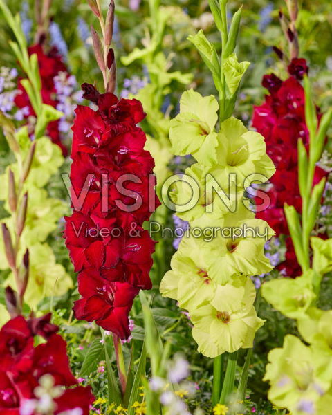 Gladiolus 0315101 Mikel, N28 Gladiolus 0315101 Mikel, N28