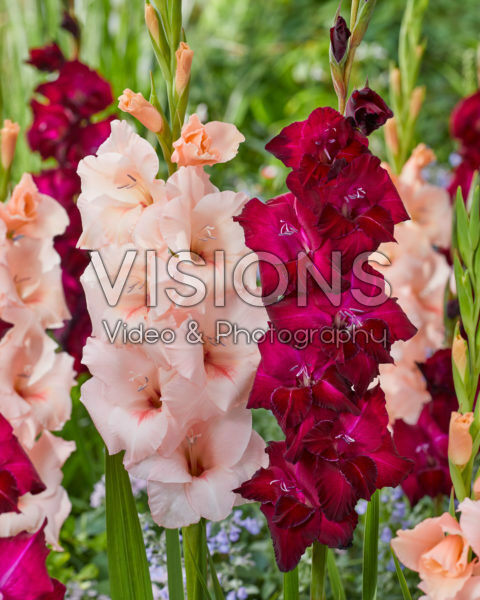 Gladiolus 0315802, N49 Sweet Willy Gladiolus 0315802, N49 Sweet Willy