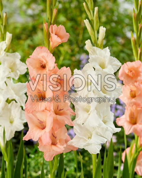 Gladiolus combination
