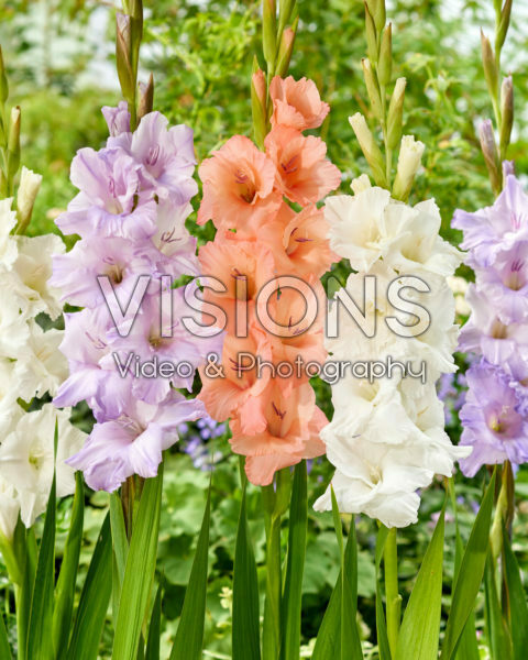 Gladiolus combination Gladiolus combination