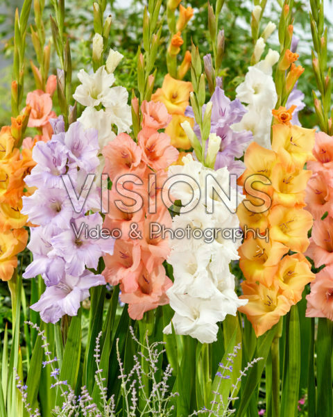 Gladiolus combinatie Gladiolus combinatie