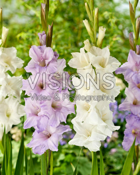 Gladiolus combination Gladiolus combination